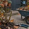 Tailler ses rosiers avant l'hiver : la coupe d'automne qui prépare la floraison du printemps