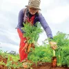 Choisir un cabanon en bois dans les Landes pour structurer son jardin