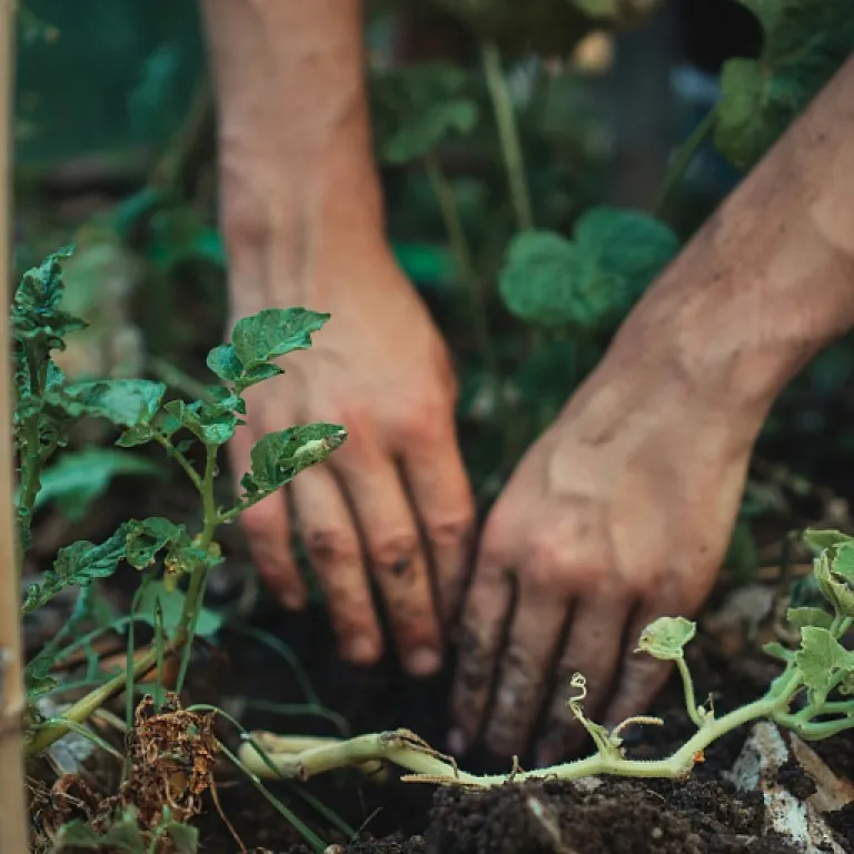 Comment choisir et utiliser une serre de jardin Gardman pour optimiser vos cultures